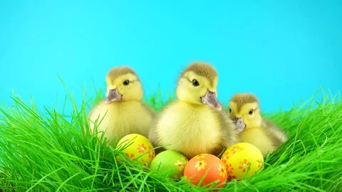 Three Easter ducklings with colorful eggs in green grass, looking around Stock Footage 72735913