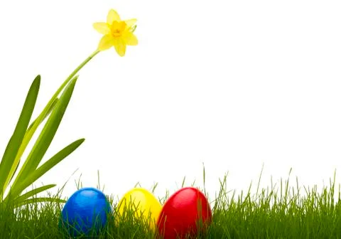 Three easter eggs in grass with a daffodil Stock Photos