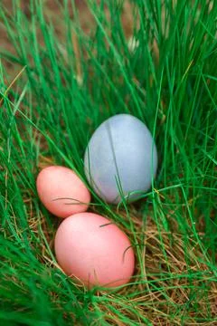 Three Easter eggs in grass Stock Photos