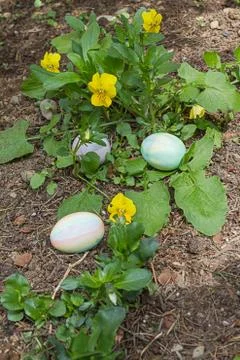 Three easter eggs hidden in flower garden near pansys Stock Photos