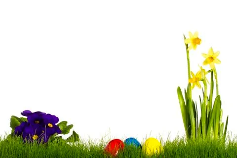 Three easter eggs with purple primula and daffodil Stock Photos