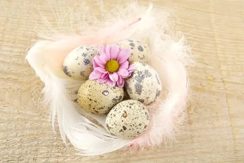 Three easter quail eggs grouped on wooden board with white feathers and pink Stock Photos