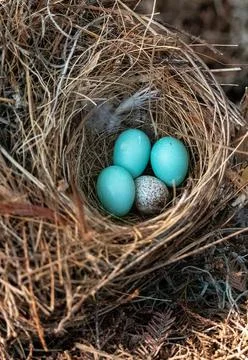 Three eastern bluebird eggs Sialia sialis in a nest with a speckled brown hea Stock Photos