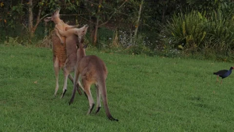 Three Eastern Grey Kangaroo Fighting On The Green Hills - Gold Coast, QLD, Stock Footage 141710320