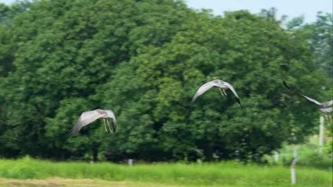 Three Eastern Sarus Cranes Flying Together Over Green Wetland Stock Footage 345693457