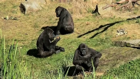 Three eating Gorillas Stock Footage 82491048