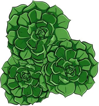 Three echeveria plants Stock Illustration