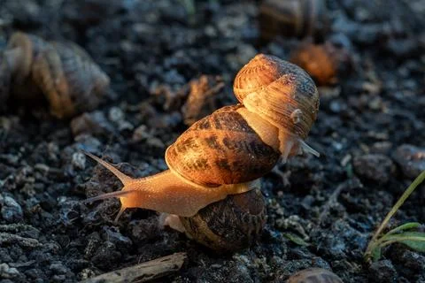 Three Edible Snails Stacked on Top of Each Other on Heliciculture Farm Fotos Stock