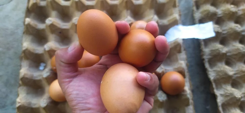 Three egg Stock Photos