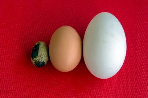Three eggs of different sizes. Stock Photos