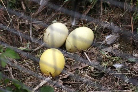 Three eggs of a Grey crowned crane on the ground Stock Photos