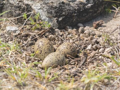 Three Eggs Nesting in Tatacoa, Colombia Foto stock