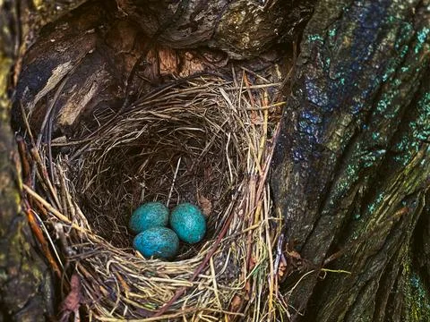 Three eggs song thrush in an old hollow tree. Spring in the wild. Songbird ne Stock Photos