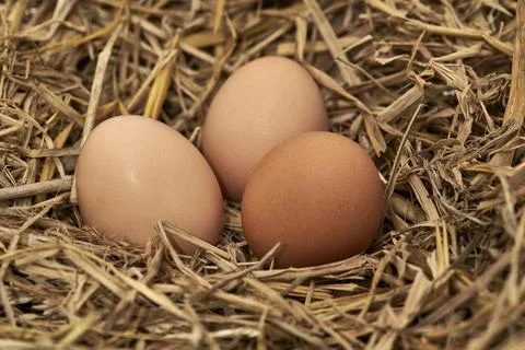 Three Eggs on straw Stock Photos