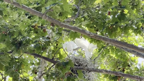 Three egret chicks stand on their nests and vocalize Stock Footage 322551011