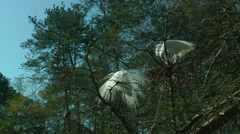 Three egrets in tree at nesting time, one is showing feathers Stock Footage 11092824