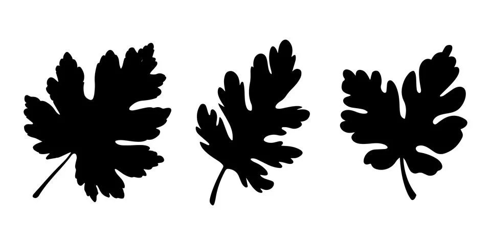 Three Elegant Black Leaf Silhouettes vector on white background Stock-Illustration