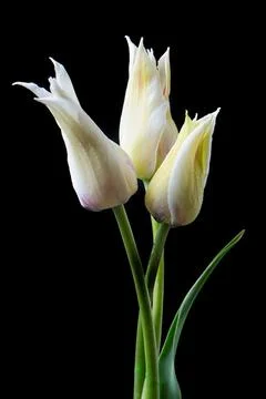 Three elegant white tulips flower on a black background. Stock Photos