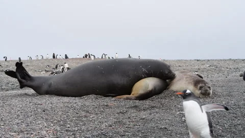 Three Elephant seals resting in Antarctica time laps Video stock 307716647