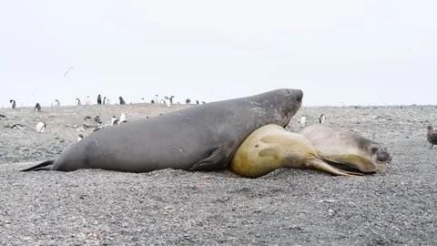 Three Elephant seals resting in Antarctica Stock Footage 307716684