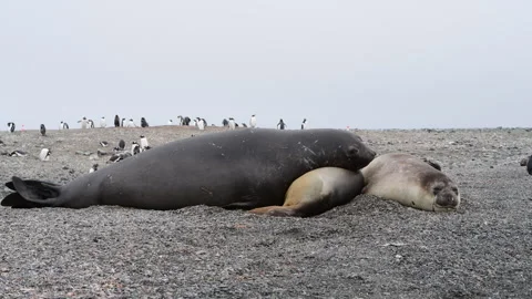 Three Elephant seals resting in Antarctica Stock Footage 307716783