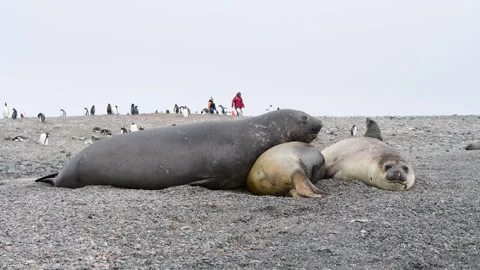 Three Elephant seals resting in Antarctica Stock Footage 307719405