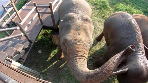 Three Elephants from Above Shaking their Ears  Stock Footage 290975651
