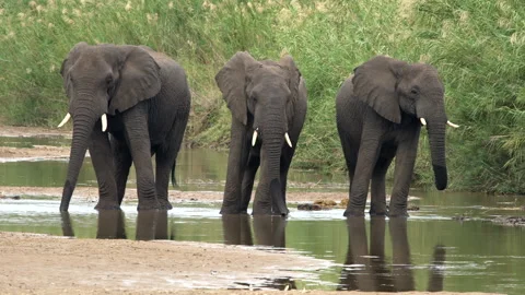 Three elephants are drinking from a shallow river Stock Footage 249374895