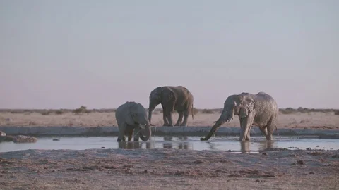 Three elephants drinking from shallow water hole Stock-Footage 84201367