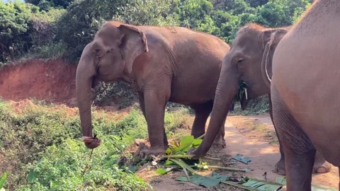 Three Elephants eating Stock Footage 247077576