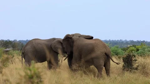 Three elephants interacting, greeting hugging, trunks intertwined, earflapping Stock Footage 273800953