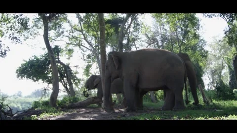 Three Elephants In Jungle Between Trees in the Shade  Stock Footage 290976204