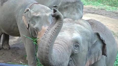 Three Elephants one waving good by to us Stock Footage 290976168