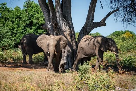 Three elephants rest by gnarled tree in Chobe National Park, Botswana Stock Photos