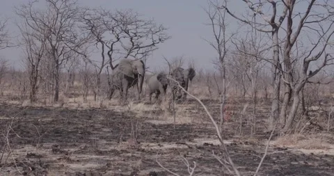 Three elephants run across frame Vídeos de archivo 168323387