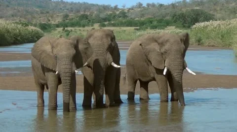 Three elephants standing in a river while fanning themselves and drinking Stock Footage 11110157