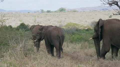 Three Elephants Strolling Across Thorn Bushes and Grassland in KwaZulu-Natal Stock Footage 314564827