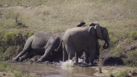 Three elephants taking a mud bath Stock Footage 83835817