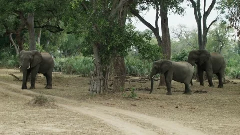 Three Elephants under the tree Vídeos de archivo 236920868