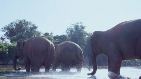 Three Elephants Walking across rover together  Stock Footage 290976064