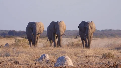 Three elephants walking toward the camera on grassy plain Video stock 81416490
