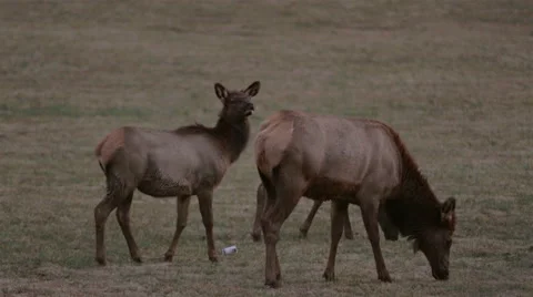 Three Elk Grazing in a Field Stock Footage 46517010