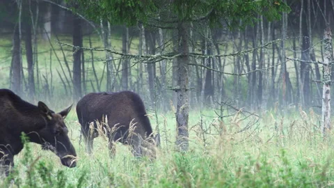 Three elk, moose, Alces alces, in the autumn mist. Autumn landscape. Stock Footage 240479245