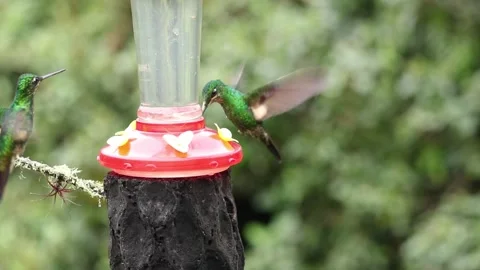 Three Emerald Hummingbirds Hovering at Feeder in Zuroloma 스톡 동영상 331081496