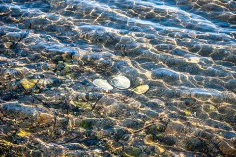 Three empty shells in Pacific ocean bay in sun rays Stock Photos