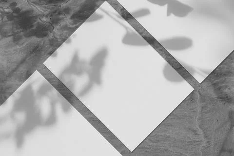 Three empty white vertical rectangle poster mockups with soft tree leaves shadow Stock Photos