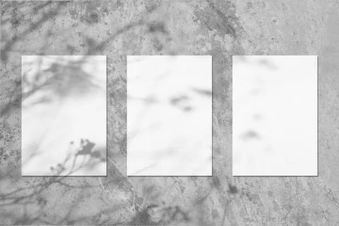 Three empty white vertical rectangle poster mockups with soft tree leaves shadow Stock Photos