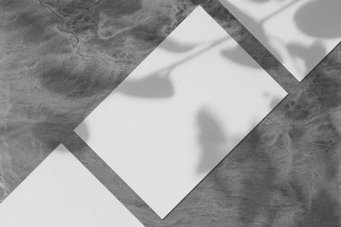 Three empty white vertical rectangle poster mockups with soft tree leaves shadow Stock Photos