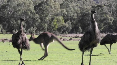 Three emu and a kangaroo jumping 스톡 동영상 67357756