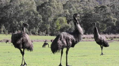 Three emu and kangaroos jumping on the back Stock Footage